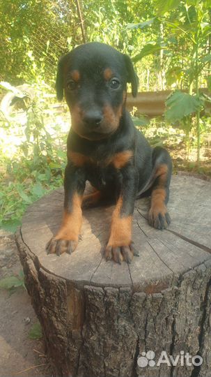 Продам щенков добермана