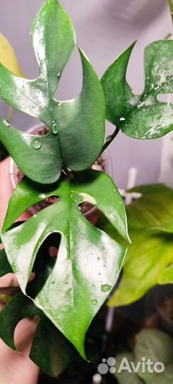 Монстера минима вариегатная