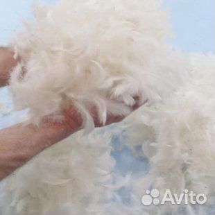 Принимаем старые перины, подушки, свежее перо в лю