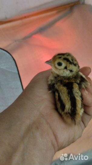 Фазаны (птенцы)