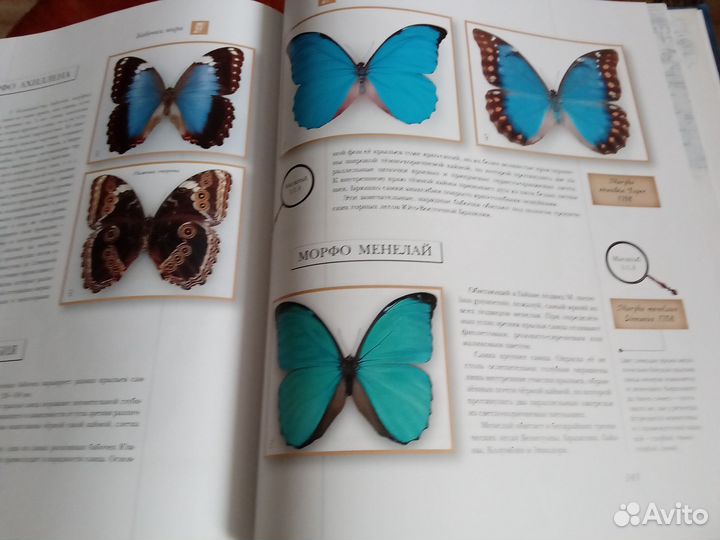 Новая книга бабочки мира