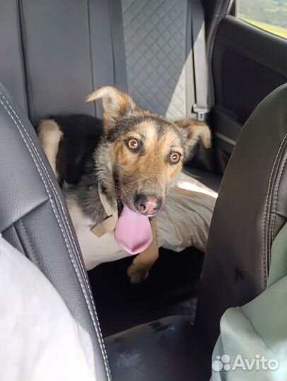 Молодая собака