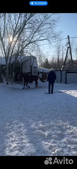 Продам лошадь