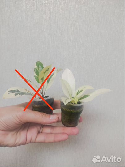 Фикус микрокарпа альбомаргината