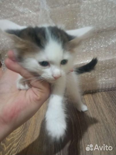 Котятки в добрые ручки