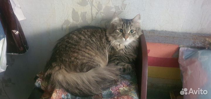 Пуша - сибирячка 1,5 года