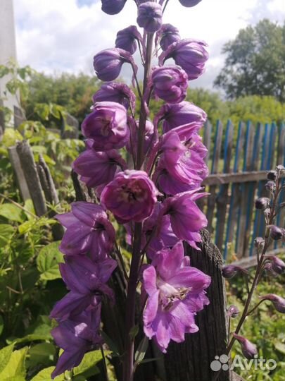 Дельфиниум новозеландский семена