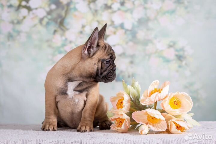 Французский бульдог, щенки