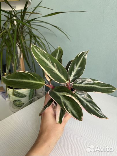 Строманта триколор