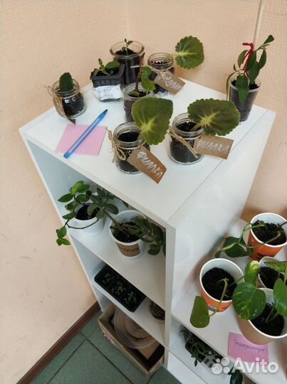 Свободный обмен растениями