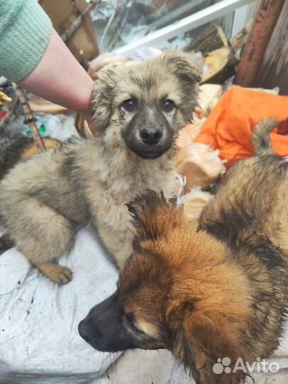 Собака в добрые руки отдам бесплатно