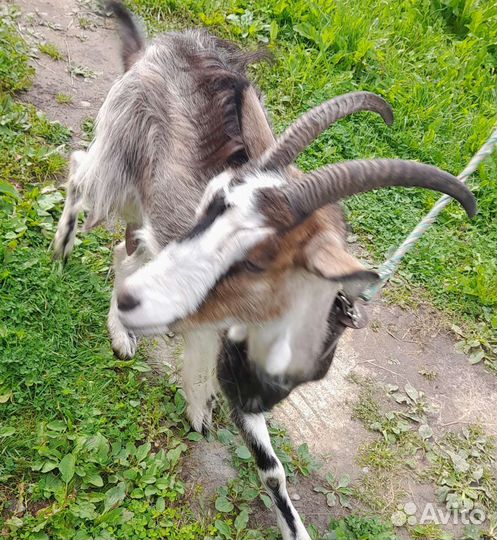 Коза дойная молочная