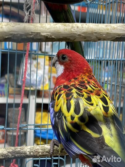 Попугай розелла пестрый и красный, Самцы