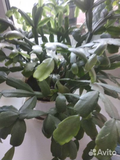 Цветок декабрист