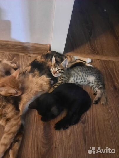 Шикарные котята от умнейшей красавицы кошки