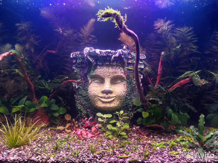 Чистка, обслуживание и оформление аквариумов