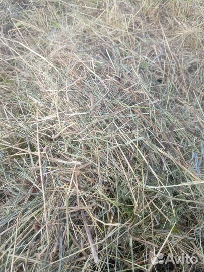 Сено в рулонах