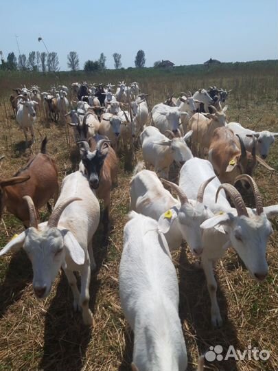 Продаются дойные козы