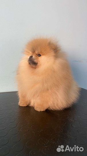 Щенки шпица