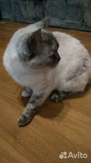 Кошечка Буся ищет любящих хозяев