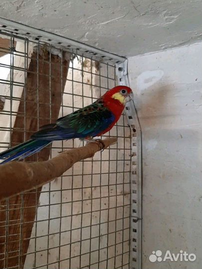 Попугай розелла желтощекая-стенли