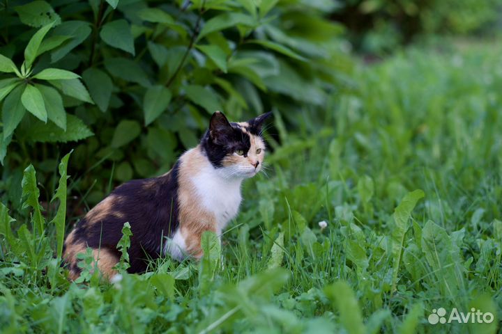 Трёхцветное счастье (кошка)