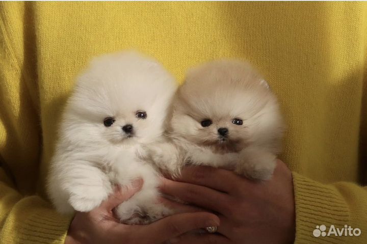 Доставка на дом супер мини шпиц