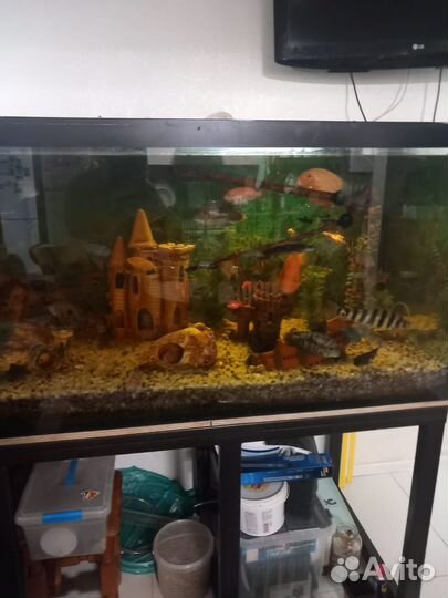 Аквариум с тумбой 1000 литров