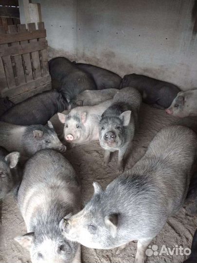 Вьетнамск вислобрюхий поросенок