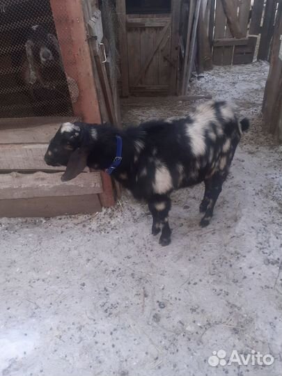 Козв нубийские, зааненские