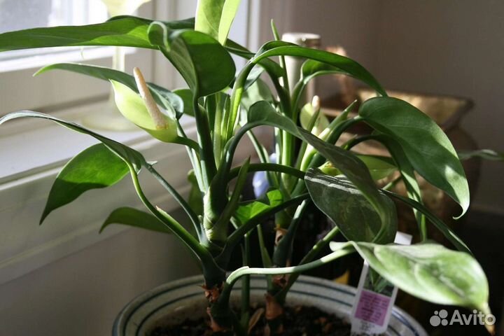 Гибискус, Аихрезон, Аглонема, Эпипремнум