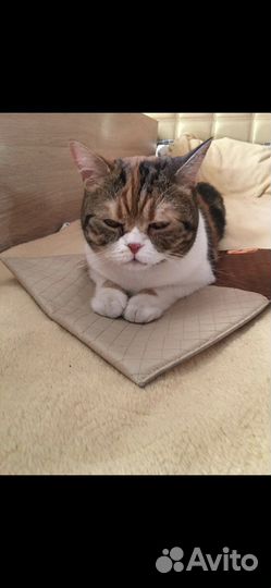 Шотландская кошка