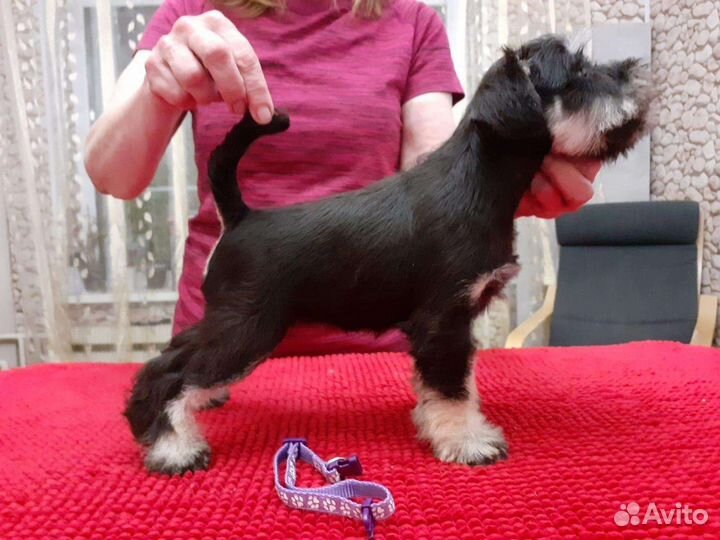 Цвергшнауцер щенки