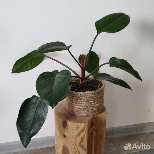Филодендрон