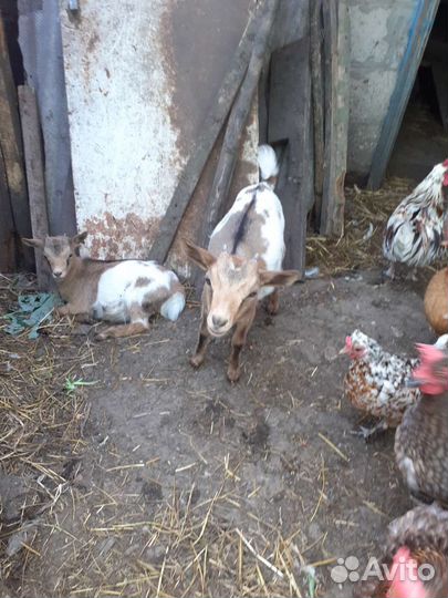 Камерунские козлята