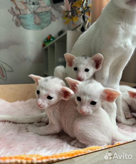 Ориентальная