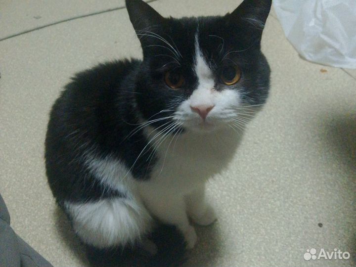 Котенок