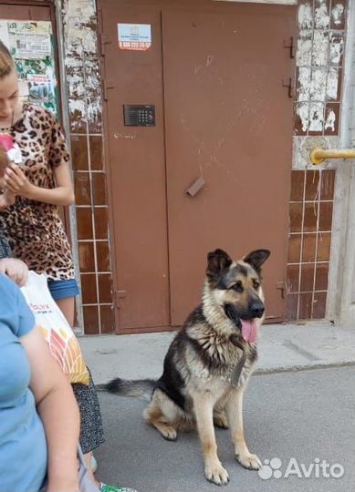 Отдам в добрые руки