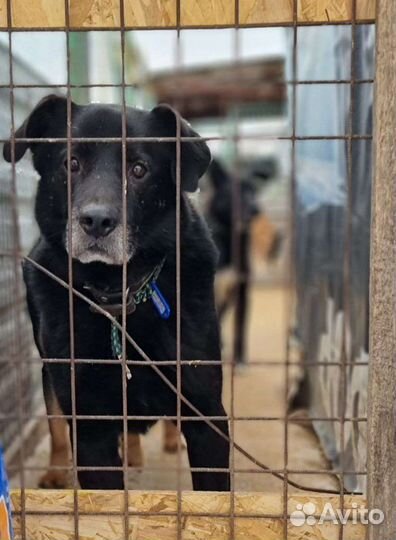 Собака из приюта ищет свой дом