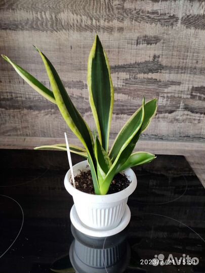 Сансевиерия mid night shine