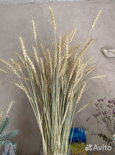 Сухоцвет зерновой (пшеница и ячмень) колоски,50 шт