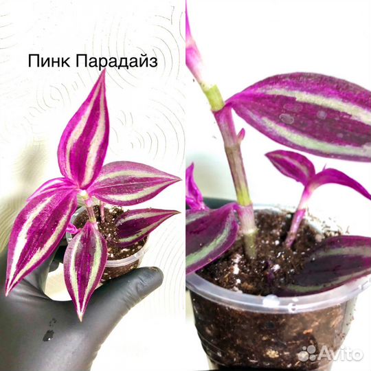 Традесканции сортовые