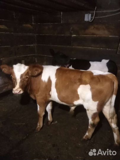 Корова дойная