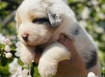 Аусси австралийская овчарка щенки