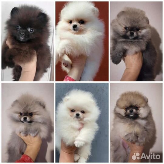 Померанский шпиц