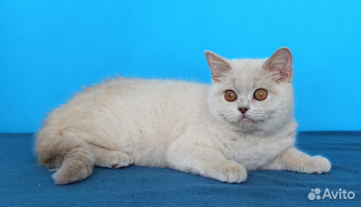 Британские котята классических окрасов