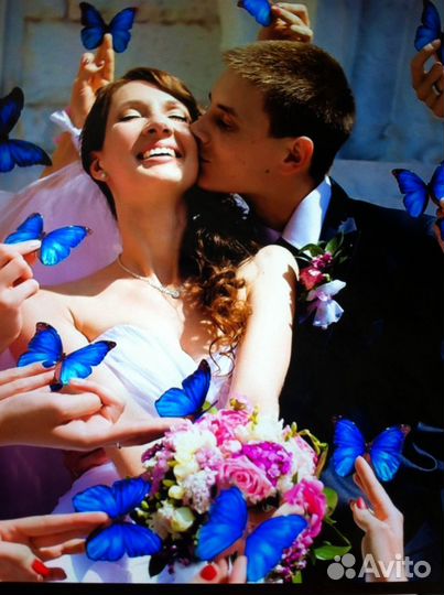 Салют из 10 Живых Тропических Бабочек с/б-52