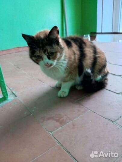 Найдена кошка Ремзавод