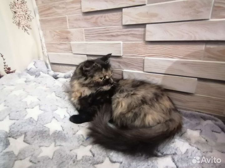 Кошка Аксинья (Ксюша)