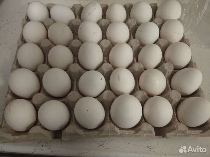 Домашние куриные яйца